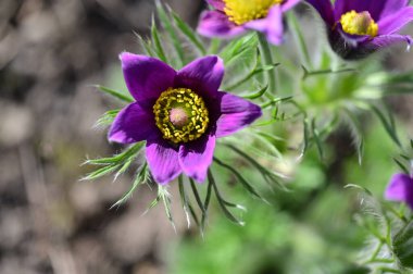 Bahçede büyüyen güzel mor çiçekler, yakın görüş.