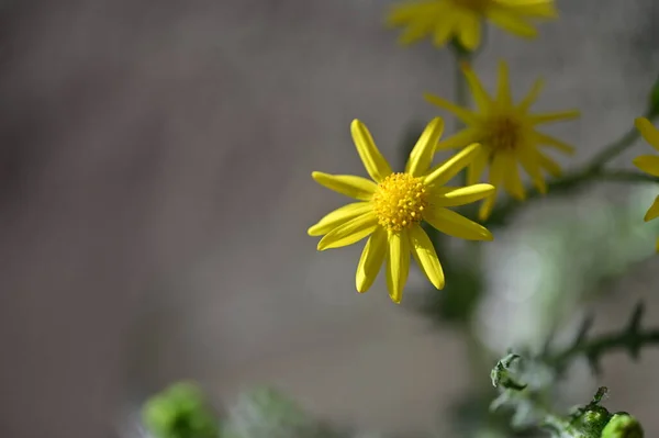 Bahçedeki Sarı Çiçekler Manzarayı Kapat — Stok fotoğraf