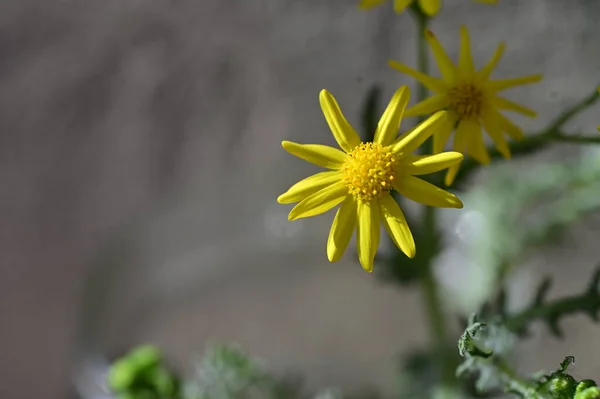 Κίτρινα Λουλούδια Στον Κήπο Κοντινή Θέα — Φωτογραφία Αρχείου