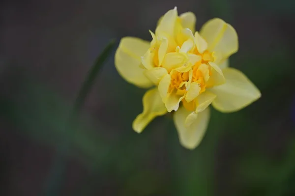 Yellow Flowers Garden Close View — Stock Photo, Image