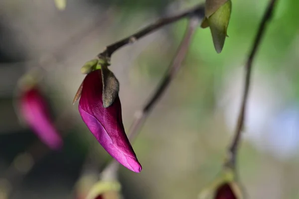 Piękne Purpurowe Kwiaty Rosnące Ogrodzie Widok Bliska — Zdjęcie stockowe