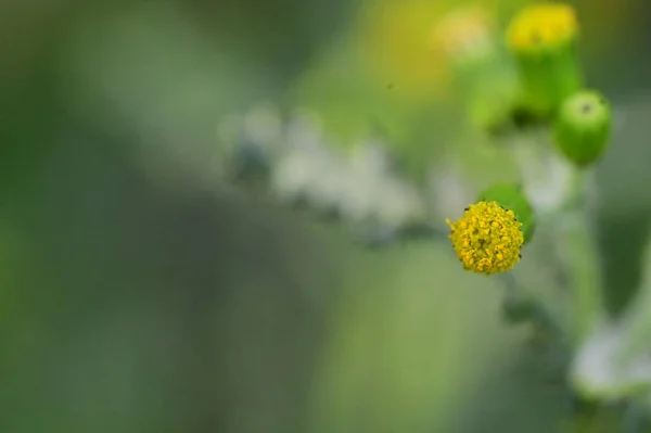 stock image yellow flowers in the garden, close up view