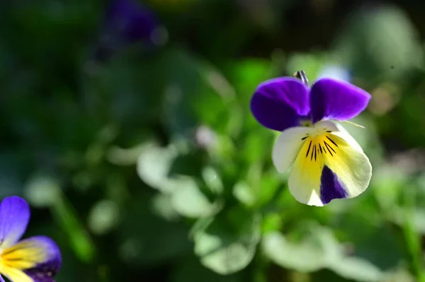 Όμορφα Μοβ Λουλούδια Που Μεγαλώνουν Στον Κήπο Κοντινή Θέα — Φωτογραφία Αρχείου