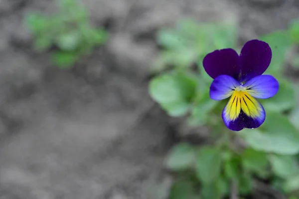 庭で育つ美しい紫色の花を間近で見ることができ — ストック写真