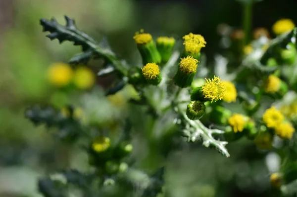 Żółte Kwiaty Ogrodzie Widok Bliska — Zdjęcie stockowe