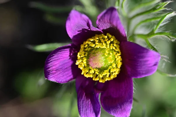 stock image beautiful purple flowers growing in the garden, close up view