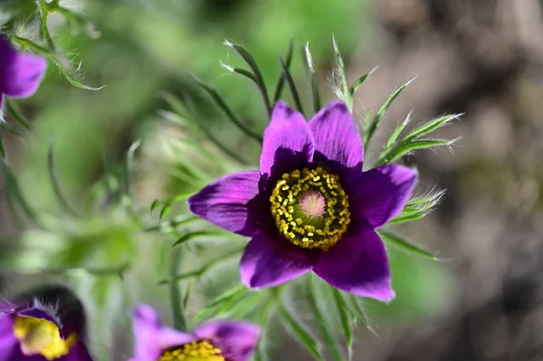 stock image beautiful purple flowers growing in the garden, close up view