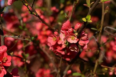 güzel pembe bahar çiçekleri çiçek, doğa arka planı