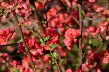 güzel pembe bahar çiçekleri çiçek, doğa arka planı