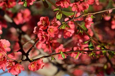 güzel pembe bahar çiçekleri çiçek, doğa arka planı
