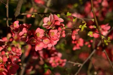 güzel pembe bahar çiçekleri çiçek, doğa arka planı