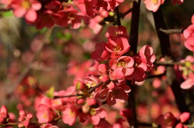 güzel pembe bahar çiçekleri çiçek, doğa arka planı