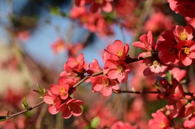güzel pembe bahar çiçekleri çiçek, doğa arka planı