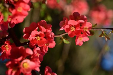 güzel pembe bahar çiçekleri çiçek, doğa arka planı