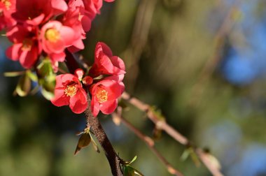 güzel pembe bahar çiçekleri çiçek, doğa arka planı