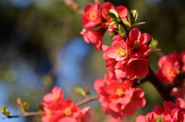 güzel pembe bahar çiçekleri çiçek, doğa arka planı