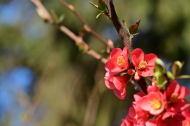 güzel pembe bahar çiçekleri çiçek, doğa arka planı