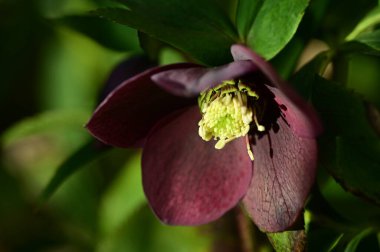 Bahçedeki güzel çiçek