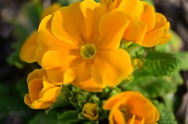 Bahçedeki sarı çiçekler, manzarayı kapat.