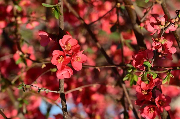美しいピンクの春の花自然背景 — ストック写真