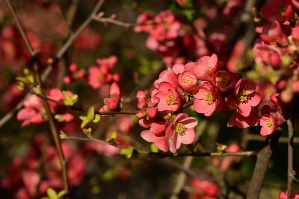 stock image beautiful pink spring flowers blossom, nature background