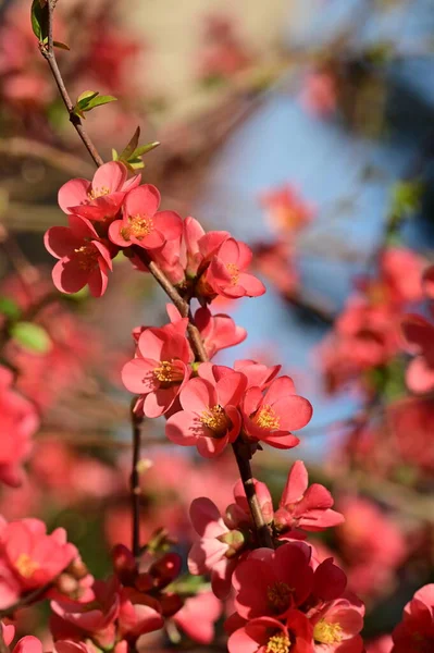 Stock image beautiful pink spring flowers blossom, nature background