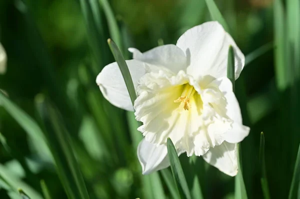 Mooie Witte Bloem Tuin — Stockfoto
