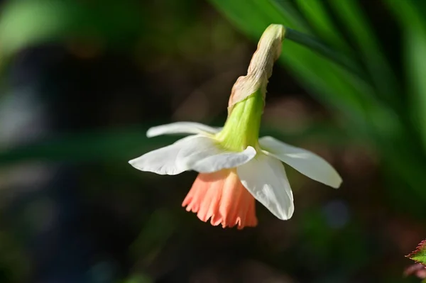 Gyönyörű Nárcisz Virág Közelről — Stock Fotó