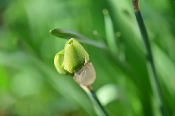 Krásný Narcis Květina Zblízka — Stock fotografie