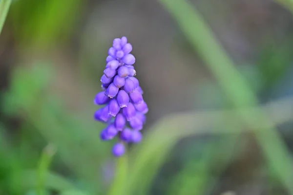 Hermosas Flores Púrpuras Creciendo Jardín Vista Cerca — Foto de Stock