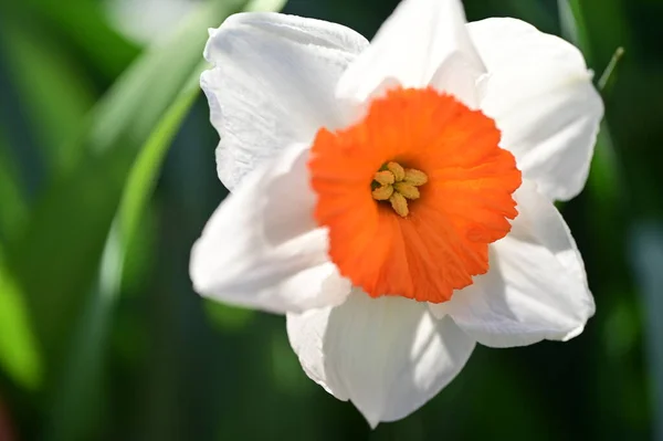 Vacker Vit Blomma Trädgården — Stockfoto
