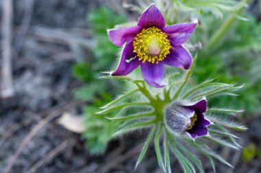 Bahçede büyüyen güzel mor çiçekler, yakın görüş.
