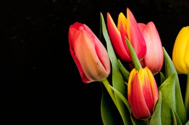 Siyah arka planda güzel laleler