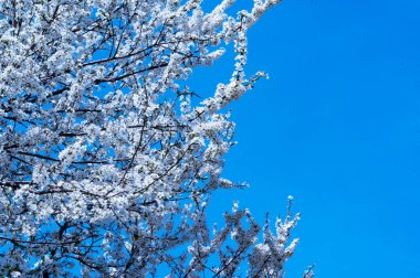 güzel beyaz bahar çiçekleri çiçek, doğa arka planı