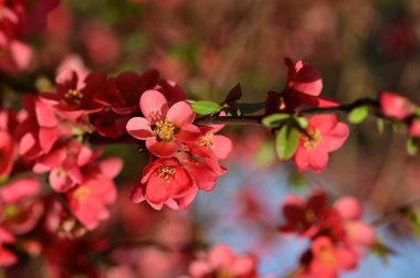 güzel pembe bahar çiçekleri çiçek, doğa arka planı