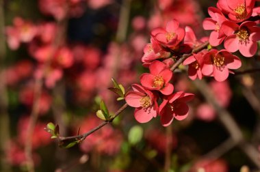 güzel pembe bahar çiçekleri çiçek, doğa arka planı