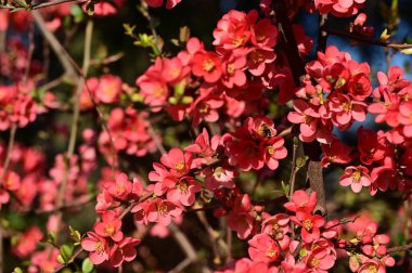 güzel pembe bahar çiçekleri çiçek, doğa arka planı