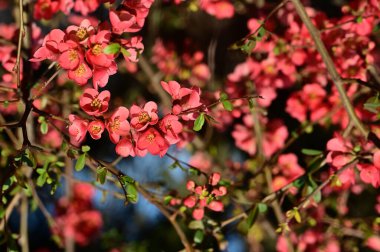 güzel pembe bahar çiçekleri çiçek, doğa arka planı