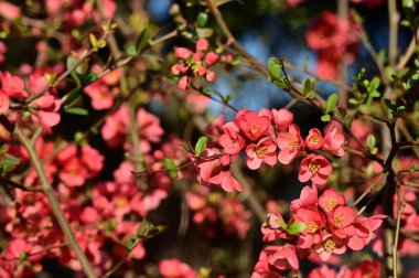 güzel pembe bahar çiçekleri çiçek, doğa arka planı