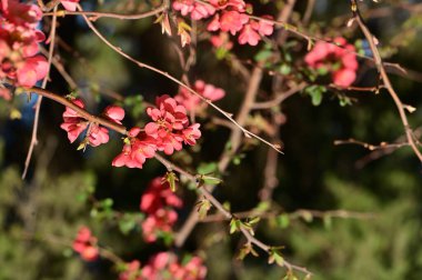 güzel pembe bahar çiçekleri çiçek, doğa arka planı