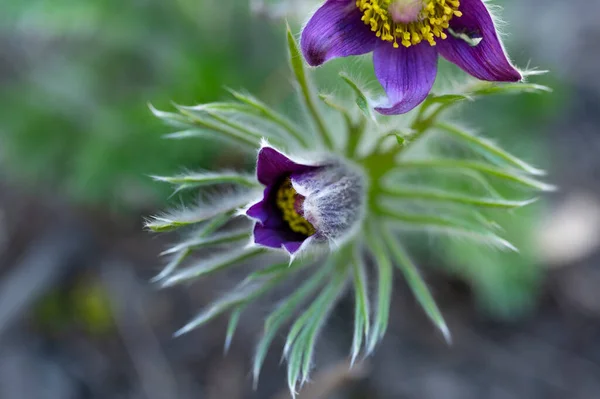 Красиві Фіолетові Квіти Ростуть Саду Крупним Планом — стокове фото