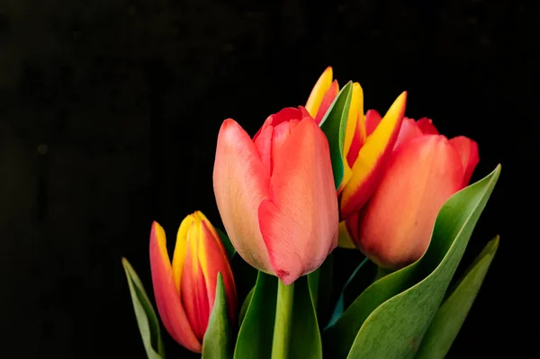 Красиві Тюльпани Чорному Тлі — стокове фото