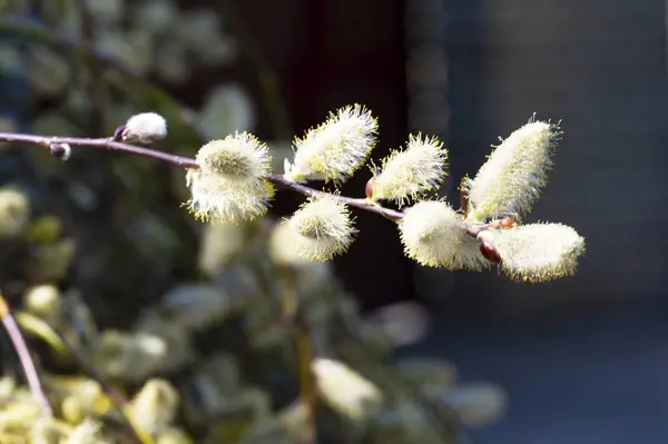 Kevätkukkia Paju Kukka Lähikuva — kuvapankkivalokuva