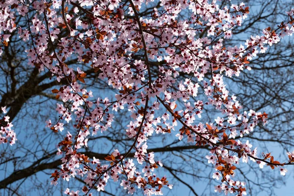 美丽的春花 自然背景 — 图库照片