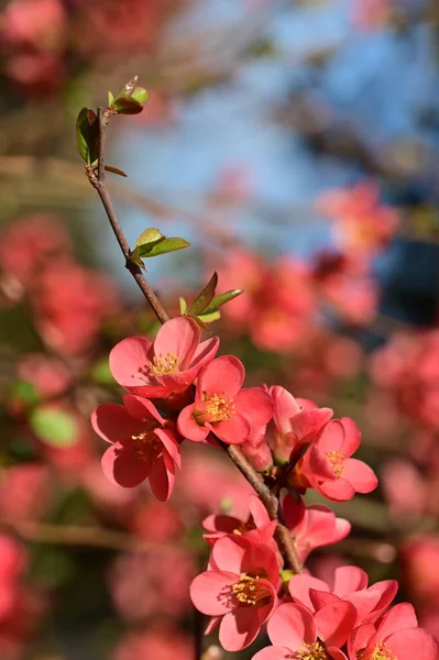 stock image beautiful pink spring flowers blossom, nature background