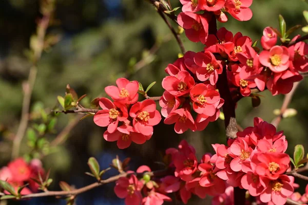 stock image beautiful pink spring flowers blossom, nature background