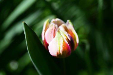 beautiful tulip  flower  close up
