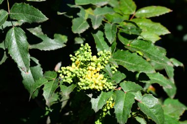 Bahçedeki bir ağacın yeşil yaprakları