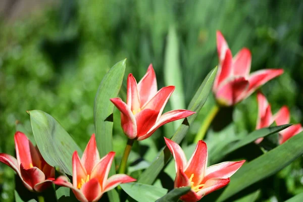 Gyönyörű Piros Tulipán Virágok Nőnek Kertben — Stock Fotó