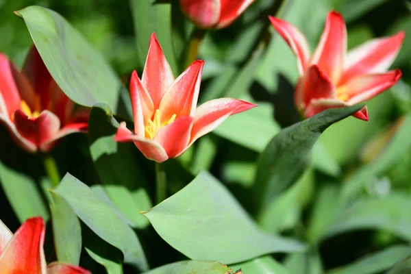 Belles Fleurs Tulipes Rouges Poussant Dans Jardin — Photo